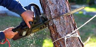 Best Lawn Pest Prevention  in Filer, ID