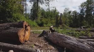 Best Lot and Land Clearing  in Filer, ID