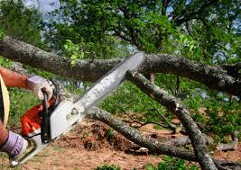 Best Tree Cabling and Bracing  in Filer, ID