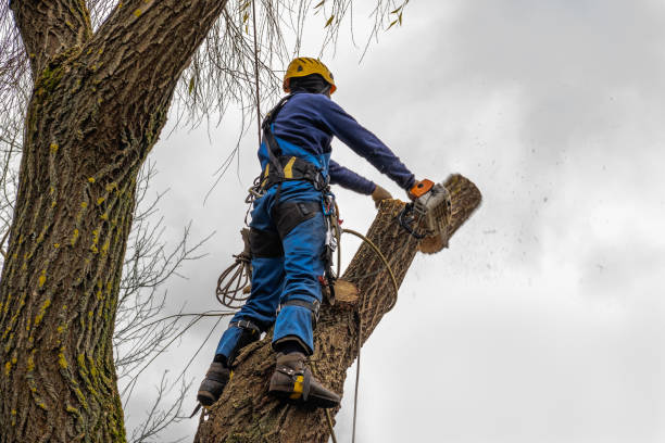 Best Tree Risk Assessment  in Filer, ID