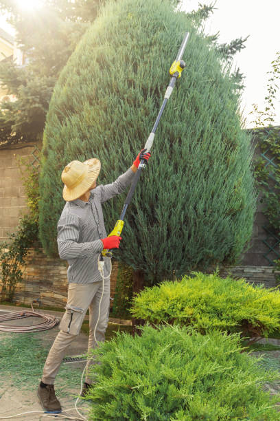 Best Tree Disease Treatment  in Filer, ID
