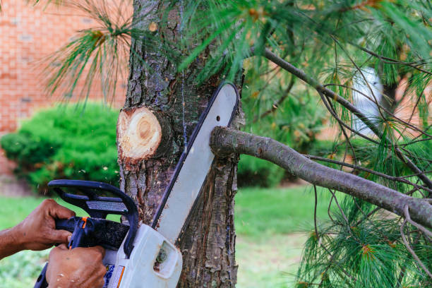 Best Pest Control for Lawns  in Filer, ID